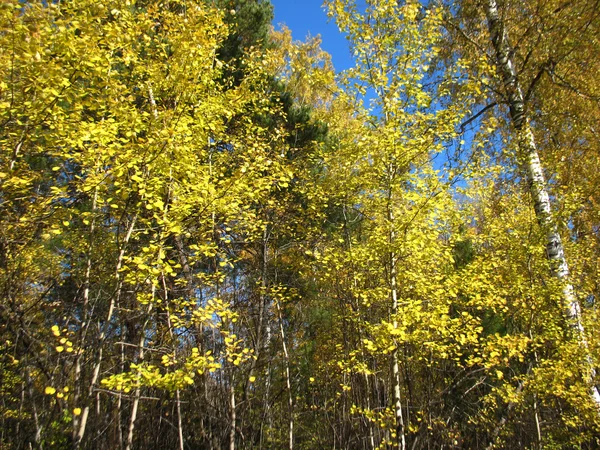 Árboles otoñales y cielo azul — Foto de Stock