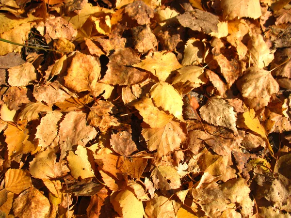 Hojas de otoño — Foto de Stock