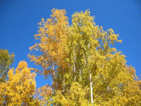 Árboles otoñales y cielo azul — Foto de Stock