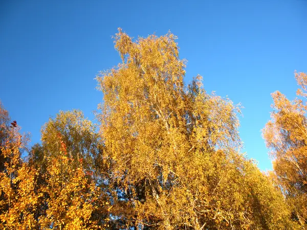 Alberi autunnali e cielo blu — Foto Stock