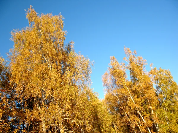 Árboles otoñales y cielo azul — Foto de Stock