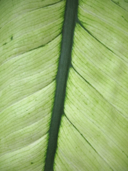 Estructura de la hoja verde — Foto de Stock