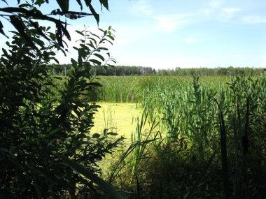 Orman ve su günlük zemin