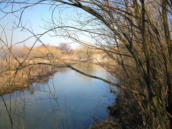 Tree and river — Stock Photo, Image