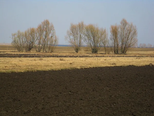 Campo e grama amarela — Fotografia de Stock