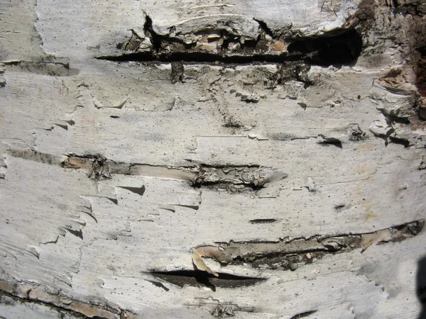 Structure of birch bark of a tree — Stock Photo, Image