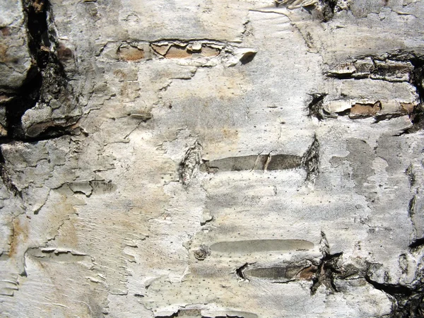 Struktura Kora brzozowego drzewa — Zdjęcie stockowe