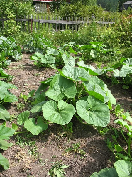 Groene planten — Stockfoto