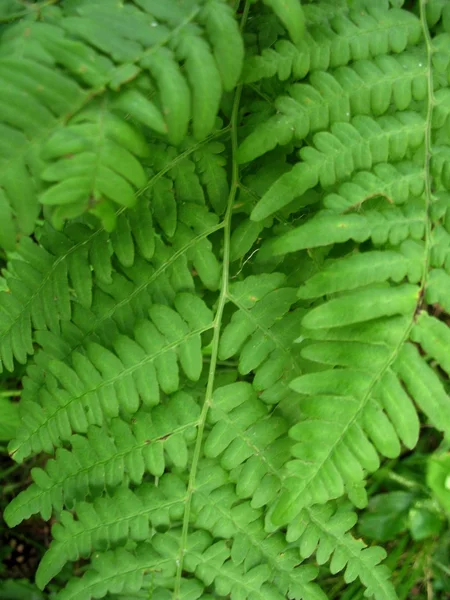 Yeşil yaprakları ve eğreltiotu Branche — Stok fotoğraf