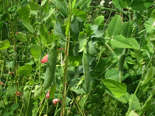 Green pea pod — Stock Photo, Image