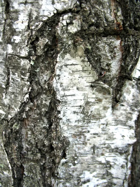 Structure of bark of  birch — Stock Photo, Image