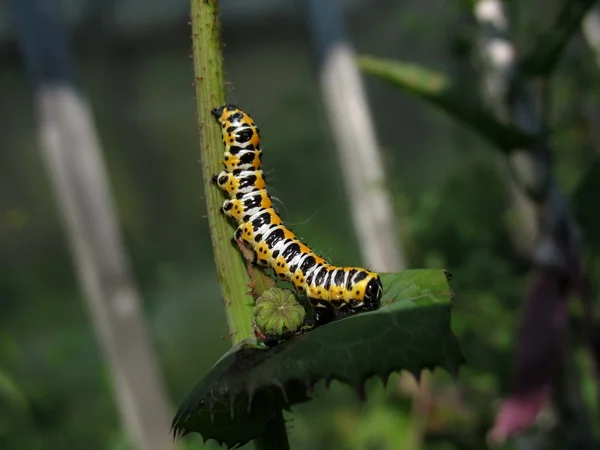 明るい毛虫と植物 — ストック写真