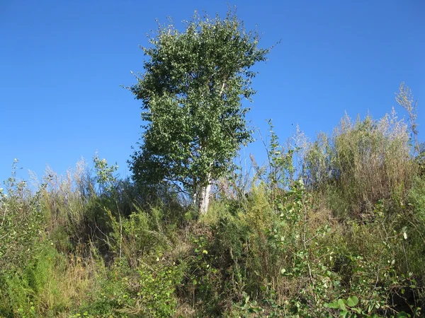 Träd och blå himmel — Stockfoto