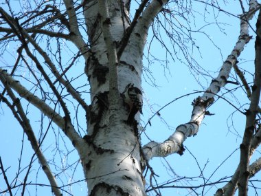 Ağaçlar ve mavi gökyüzü