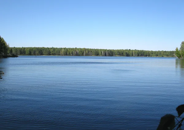 Rivière bleue et plante — Photo