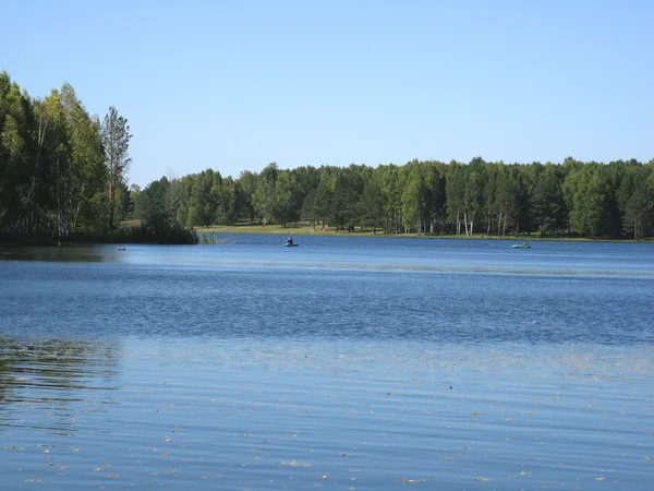 Rivière bleue et plante — Photo