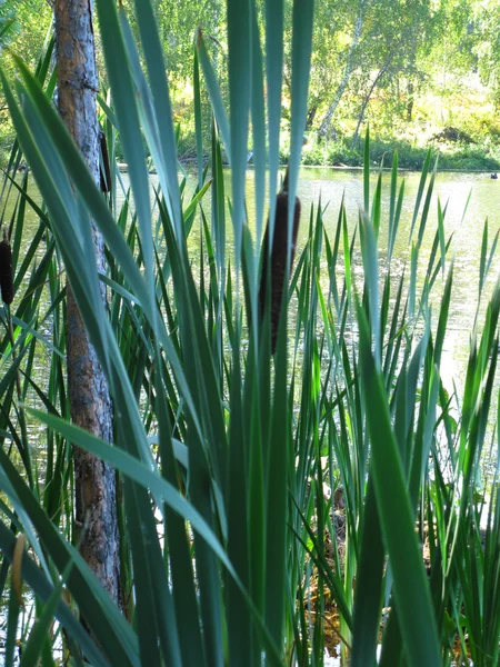 Fiume e canna — Foto Stock