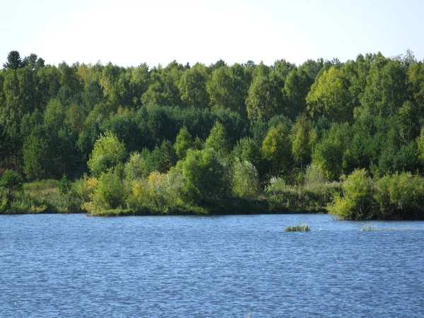 Blauwe rivier en groene dorest — Stockfoto