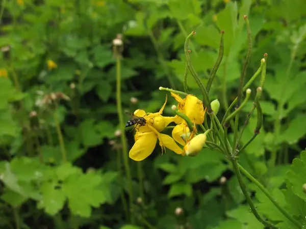 Gelbe Blüte und Insekt — Stockfoto