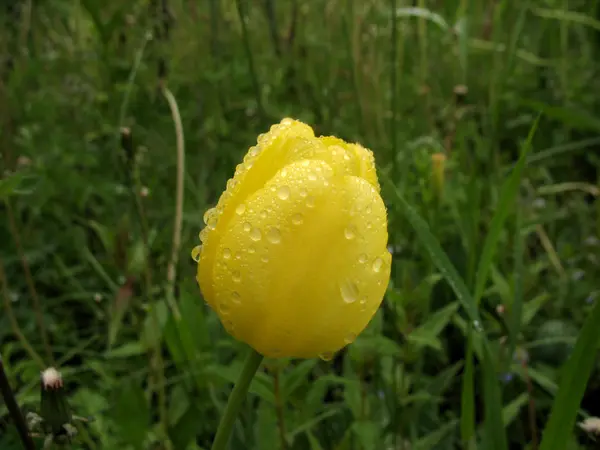 黄色のチューリップの開花 — ストック写真