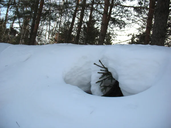 Sníh a malé borovice — Stock fotografie
