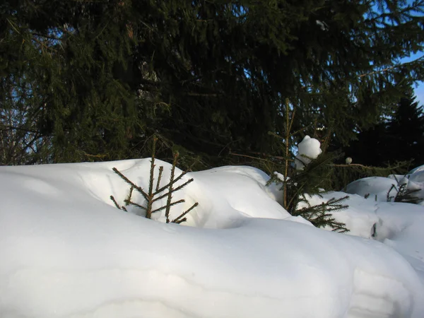 Zimní les a malé borovice — Stock fotografie