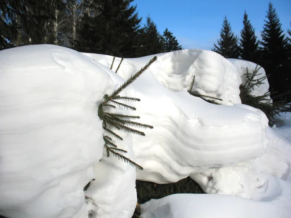 冬の森と小さな松 — ストック写真