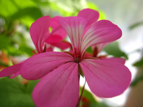 Fiori rosa di geranio ed erba verde — Foto Stock