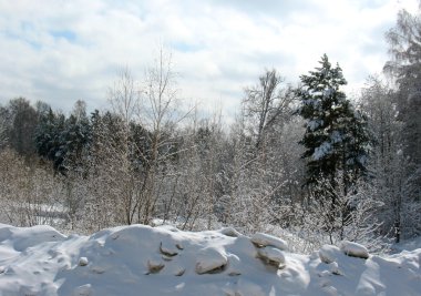 Kış ormanı ve kar