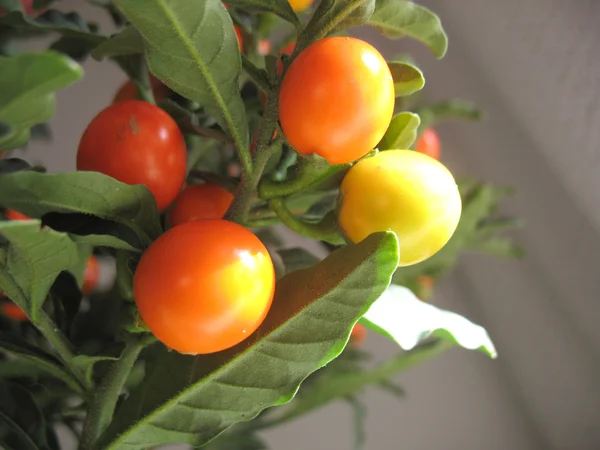 Red fruits of nightshade — Stock Photo, Image