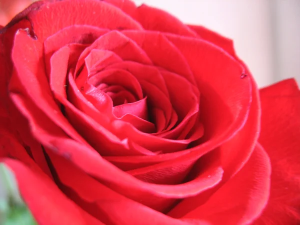 Rose / close up — Stockfoto