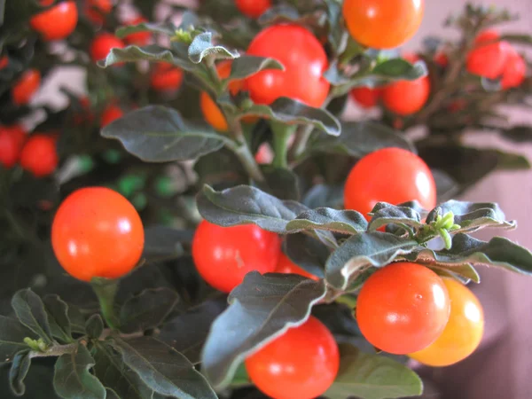 Red fruits of nightshade — Stock Photo, Image