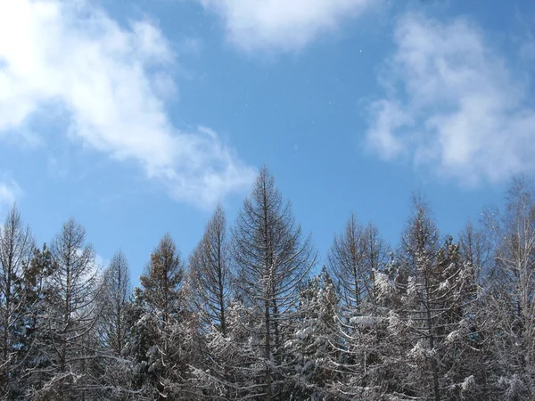 Winter forest en sky — Stockfoto