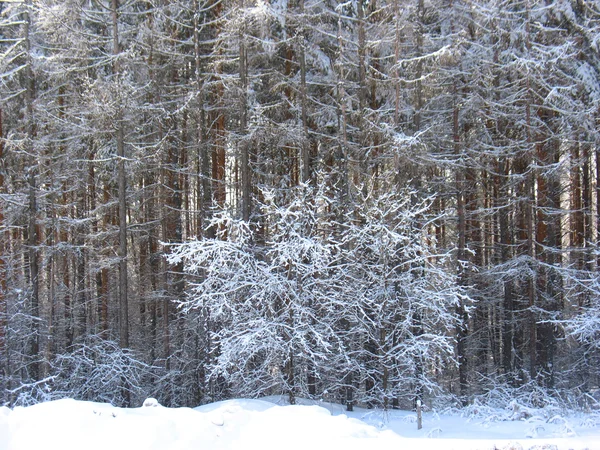 Inverno floresta de neve — Fotografia de Stock