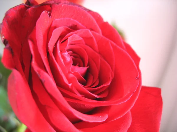 Vermelho rosa macro Fotografia De Stock