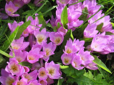 Pembe Çiçekler ve Yeşil Yapraklar