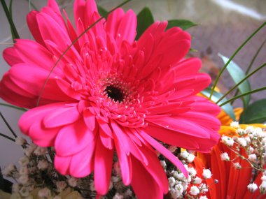 kırmızı çiçekler. yakın çekim