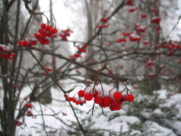 Árvore de serviço e bagas vermelhas cobertas de neve — Fotografia de Stock