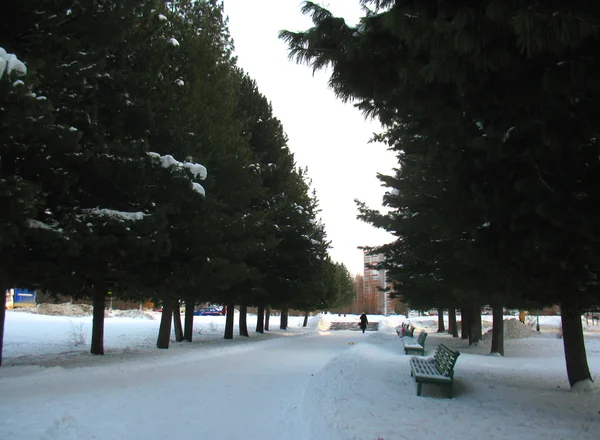 Trees on a alley — Stock Photo, Image