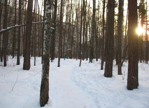 Bäume im Winterwald — Stockfoto