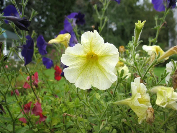 여름 꽃의 꽃 — 스톡 사진