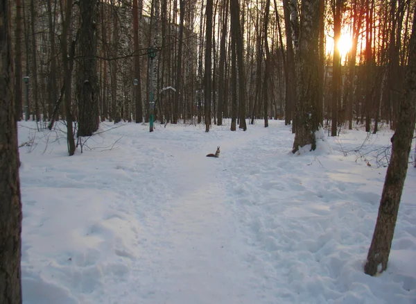 Winterwald und Eichhörnchen — Stockfoto