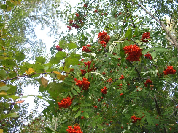 Service-Baum und rote Beeren — Stockfoto