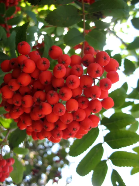 Service tree and  red berries — Stock Photo, Image