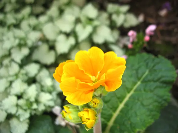 黄色の花の開花 — ストック写真