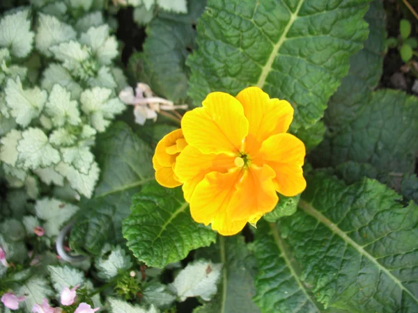 Gelbe Blüte der Blume — Stockfoto