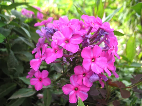 Flores rosas. macro — Foto de Stock