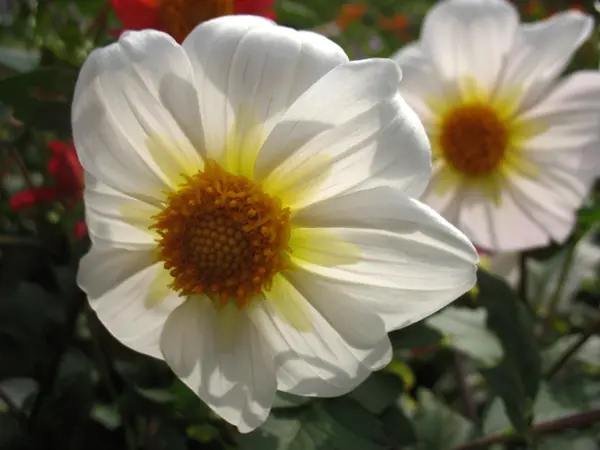 Floração branca. macro — Fotografia de Stock