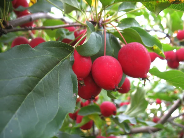 Yellow apple and green leaves — Stock Photo, Image