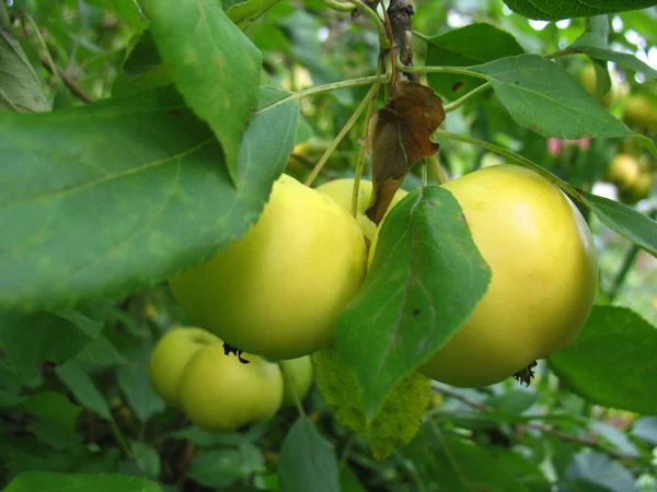 Yellow apple and green leaves — Stock Photo, Image